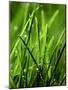 Blades of Grass with Dewdrops-Dirk Olaf Wexel-Mounted Photographic Print