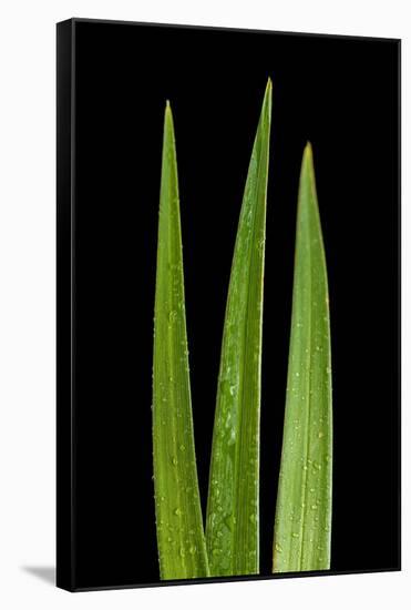 Blades Of Grass-Steve Gadomski-Framed Stretched Canvas