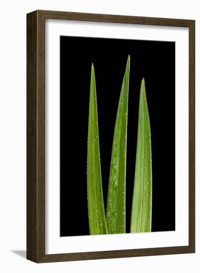 Blades Of Grass-Steve Gadomski-Framed Photographic Print