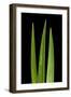 Blades Of Grass-Steve Gadomski-Framed Photographic Print