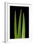 Blades Of Grass-Steve Gadomski-Framed Photographic Print