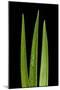 Blades Of Grass-Steve Gadomski-Mounted Photographic Print