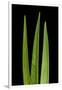 Blades Of Grass-Steve Gadomski-Framed Photographic Print