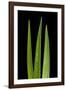 Blades Of Grass-Steve Gadomski-Framed Photographic Print