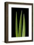Blades Of Grass-Steve Gadomski-Framed Photographic Print