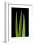 Blades Of Grass-Steve Gadomski-Framed Photographic Print