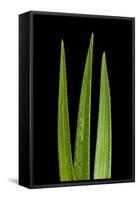 Blades Of Grass-Steve Gadomski-Framed Stretched Canvas