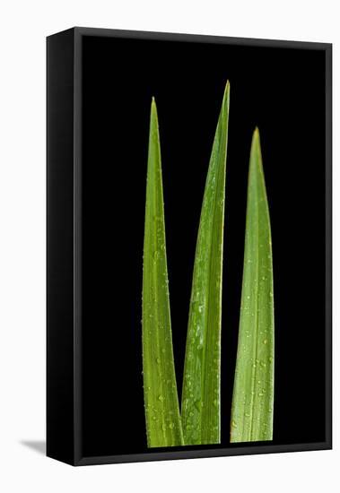 Blades Of Grass-Steve Gadomski-Framed Stretched Canvas