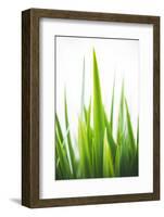 Blades of Green No. 1-Sonja Quintero-Framed Photographic Print