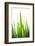 Blades of Green No. 1-Sonja Quintero-Framed Photographic Print