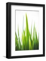 Blades of Green No. 1-Sonja Quintero-Framed Photographic Print