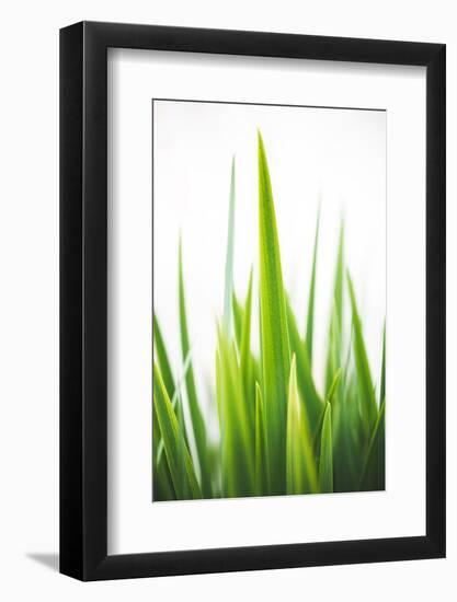 Blades of Green No. 1-Sonja Quintero-Framed Photographic Print