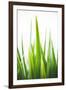 Blades of Green No. 1-Sonja Quintero-Framed Premium Photographic Print