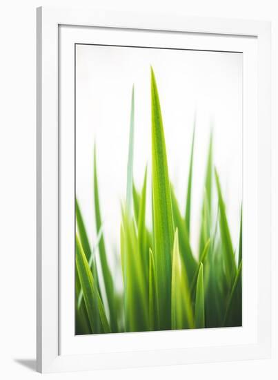 Blades of Green No. 1-Sonja Quintero-Framed Photographic Print