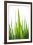 Blades of Green No. 1-Sonja Quintero-Framed Photographic Print