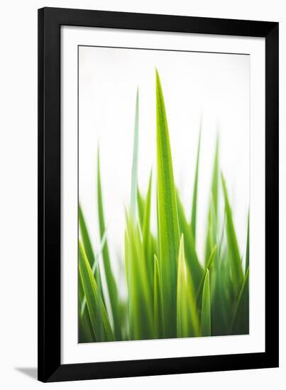 Blades of Green No. 1-Sonja Quintero-Framed Photographic Print