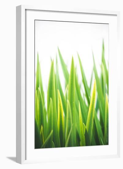 Blades of Green No. 2-Sonja Quintero-Framed Photographic Print