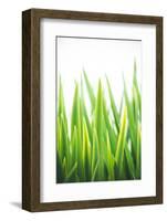 Blades of Green No. 2-Sonja Quintero-Framed Photographic Print