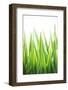 Blades of Green No. 2-Sonja Quintero-Framed Photographic Print