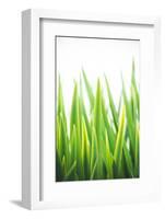 Blades of Green No. 2-Sonja Quintero-Framed Photographic Print