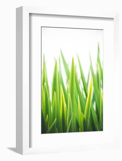 Blades of Green No. 2-Sonja Quintero-Framed Photographic Print