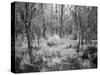 Blakeley State Park, Civil War-Carol Highsmith-Stretched Canvas