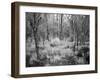 Blakeley State Park, Civil War-Carol Highsmith-Framed Photo