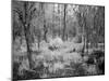 Blakeley State Park, Civil War-Carol Highsmith-Mounted Photo