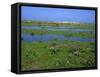 Blakeney Point, Norfolk, England, United Kingdom, Europe-Jean Brooks-Framed Stretched Canvas