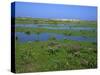 Blakeney Point, Norfolk, England, United Kingdom, Europe-Jean Brooks-Stretched Canvas