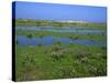 Blakeney Point, Norfolk, England, United Kingdom, Europe-Jean Brooks-Stretched Canvas