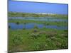 Blakeney Point, Norfolk, England, United Kingdom, Europe-Jean Brooks-Mounted Photographic Print