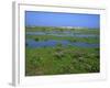 Blakeney Point, Norfolk, England, United Kingdom, Europe-Jean Brooks-Framed Photographic Print