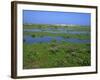 Blakeney Point, Norfolk, England, United Kingdom, Europe-Jean Brooks-Framed Photographic Print