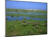 Blakeney Point, Norfolk, England, United Kingdom, Europe-Jean Brooks-Mounted Photographic Print