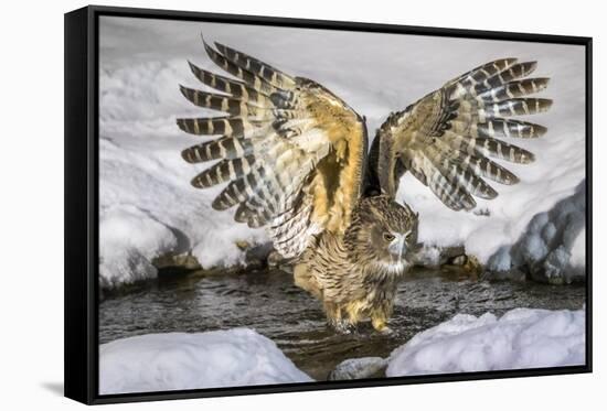 Blakiston's fish owl, Hokkaido, Japan-Art Wolfe Wolfe-Framed Stretched Canvas