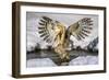 Blakiston's fish owl, Hokkaido, Japan-Art Wolfe Wolfe-Framed Photographic Print