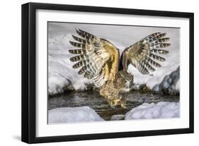 Blakiston's fish owl, Hokkaido, Japan-Art Wolfe Wolfe-Framed Photographic Print