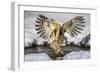 Blakiston's fish owl, Hokkaido, Japan-Art Wolfe Wolfe-Framed Photographic Print