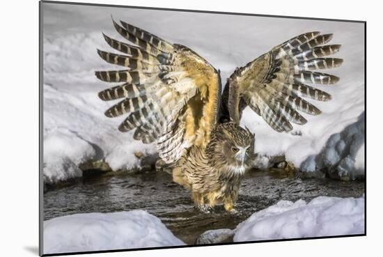 Blakiston's fish owl, Hokkaido, Japan-Art Wolfe Wolfe-Mounted Photographic Print