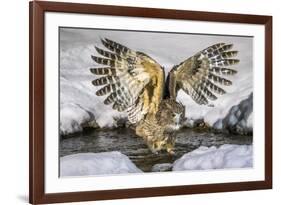 Blakiston's fish owl, Hokkaido, Japan-Art Wolfe Wolfe-Framed Photographic Print