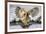 Blakiston's fish owl, Hokkaido, Japan-Art Wolfe Wolfe-Framed Photographic Print