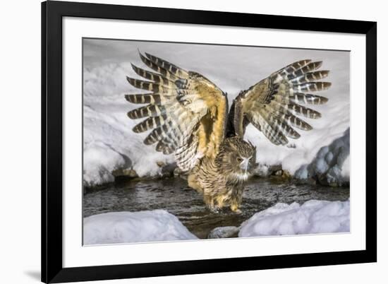 Blakiston's fish owl, Hokkaido, Japan-Art Wolfe Wolfe-Framed Photographic Print