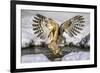 Blakiston's fish owl, Hokkaido, Japan-Art Wolfe Wolfe-Framed Photographic Print