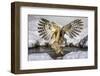 Blakiston's fish owl, Hokkaido, Japan-Art Wolfe Wolfe-Framed Photographic Print