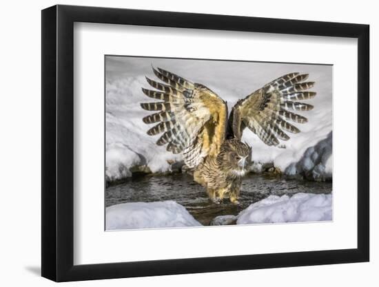 Blakiston's fish owl, Hokkaido, Japan-Art Wolfe Wolfe-Framed Photographic Print