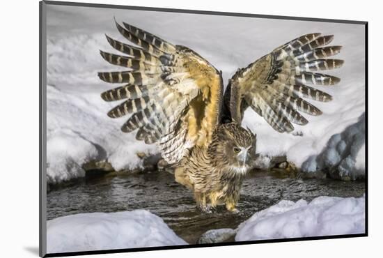 Blakiston's fish owl, Hokkaido, Japan-Art Wolfe Wolfe-Mounted Photographic Print