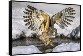 Blakiston's fish owl, Hokkaido, Japan-Art Wolfe Wolfe-Framed Stretched Canvas