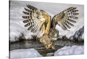 Blakiston's fish owl, Hokkaido, Japan-Art Wolfe Wolfe-Stretched Canvas