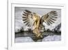 Blakiston's fish owl, Hokkaido, Japan-Art Wolfe Wolfe-Framed Photographic Print